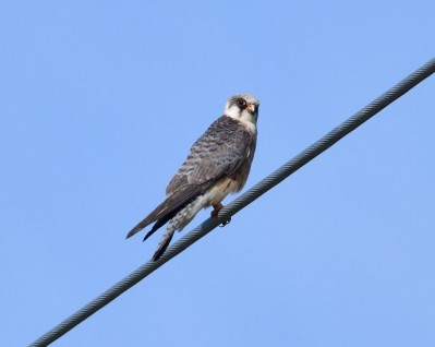 Falco cuculo F (2° anno)      